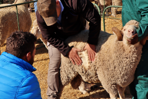 Skaap wol - Zanmarie Crous - Affieplaas Fotografie
