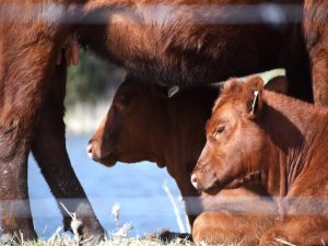 Image Brown Calves on the Ground by Akashni Weimers