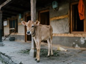 Image Cute baby cow standing near rustic house in village by Julia Volk