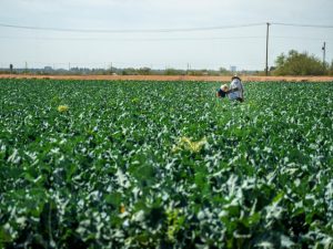 Image Farmers Working on Broccoli Farm by Mark Stebnicki