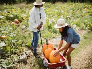 Image Woman with daughter harvesting pumpkins in field by Zen Chung