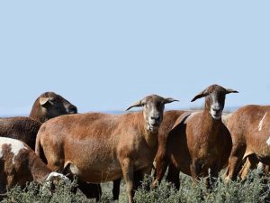 KalahariKaroo Meatmaster Skaap