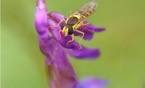 Koel weer Groentepeste