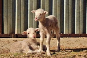 Diarree onder lammers