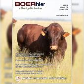 BH 116
