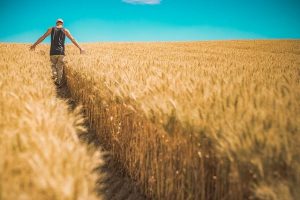 Wheat field Image by Pexels from Pixabay