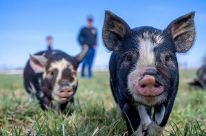 Pigs - Photo by Brett Sayles from Pexels