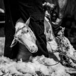 Photo by David Bartus: https://www.pexels.com/photo/grayscale-photo-of-goat-1068879/