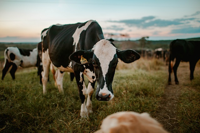 Dairy Cow - Photo by Helena Lopes from Pexels
