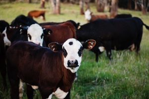 Cattle - Photo by Kat Smith from Pexels