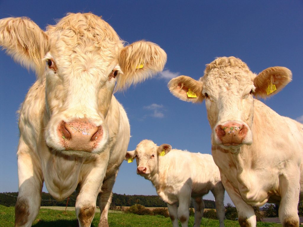 Cattle - Photo by Pixabay from Pexels
