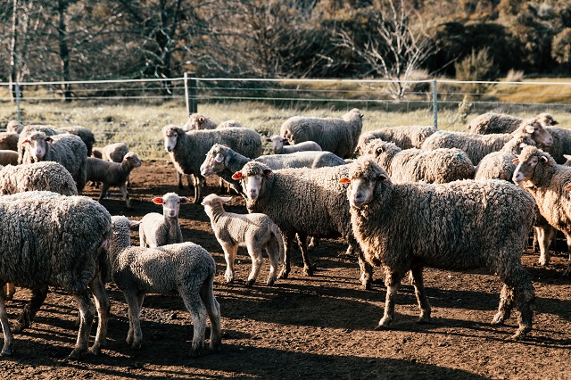 Sheep -Photo by Rachel Claire from Pexels