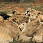 Photo by Ted McDonnell: https://www.pexels.com/photo/two-lionesses-grooming-each-other-12184655/
