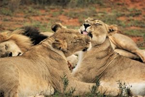 Photo by Ted McDonnell: https://www.pexels.com/photo/two-lionesses-grooming-each-other-12184655/