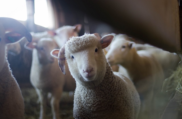Sheep - Photo by Trinity Kubassek from Pexels