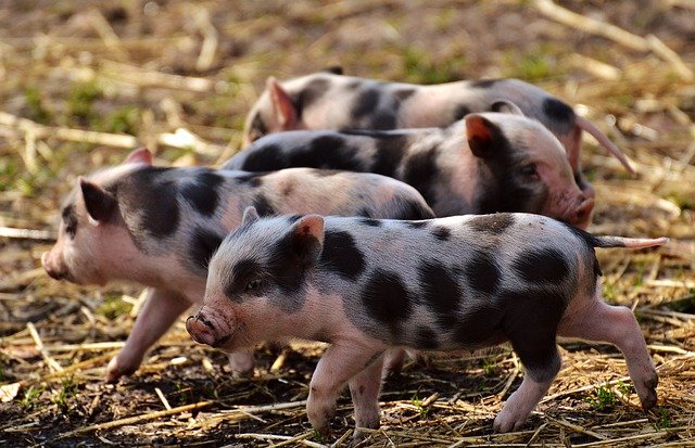 Piglets - Image by Here and now, unfortunately, ends my journey on Pixabay from Pixabay