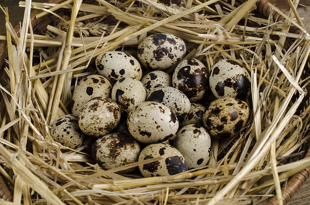 Quail eggs - Image by Cico Zeljko from Pixabay